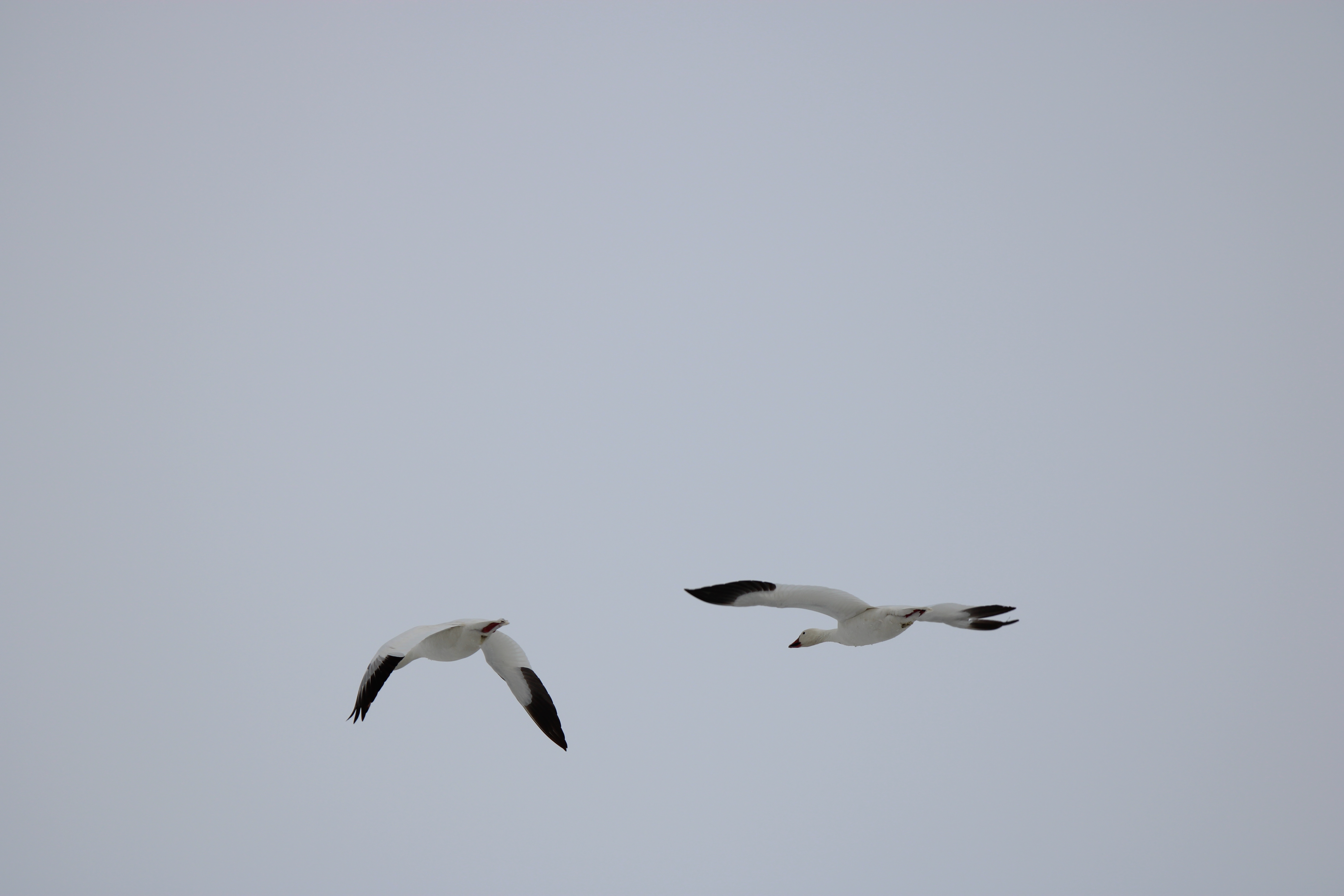 Snow Geese